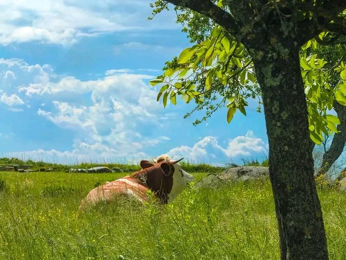 The image features a cow lying down in a grassy field, with trees nearby. The scene appears to be set against a blue sky with clouds. The photo captures the essence of nature and its elements, showcasing the cow as the main subject while also highlighting the surrounding environment.