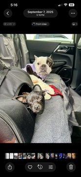 A screenshot of an Instagram post dated September 7, 2023, from 'From Lisa' showing two small chihuahua dogs, one white and one gray, sitting in a car seat.