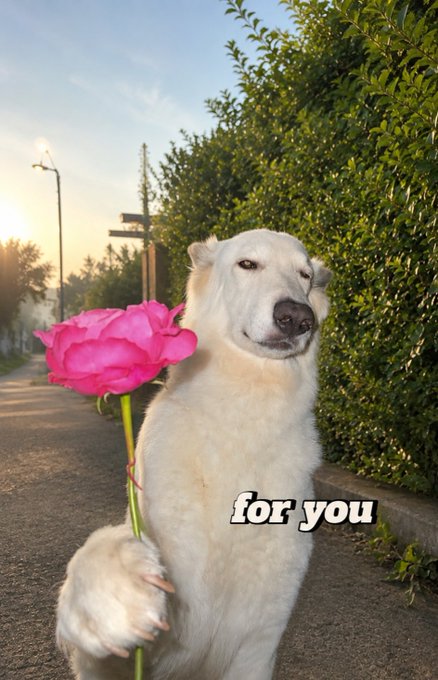 A white dog sits on a sidewalk holding a bright pink rose flower in its paw, with the text "for you" overlaid on the image.