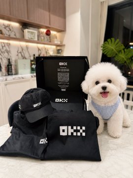 A small white fluffy dog wearing a light blue bandana sits on a kitchen counter next to a black OKX branded box, cap, and t-shirt merchandise.