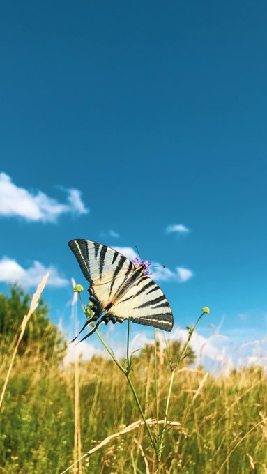 The image features a butterfly with black and white stripes resting on a flower, which is located in a field or grassy area. The butterfly appears to be sitting on top of a green plant, possibly a weed, as well as some yellow flowers nearby. The scene takes place outdoors under a blue sky with clouds, creating an overall peaceful atmosphere.