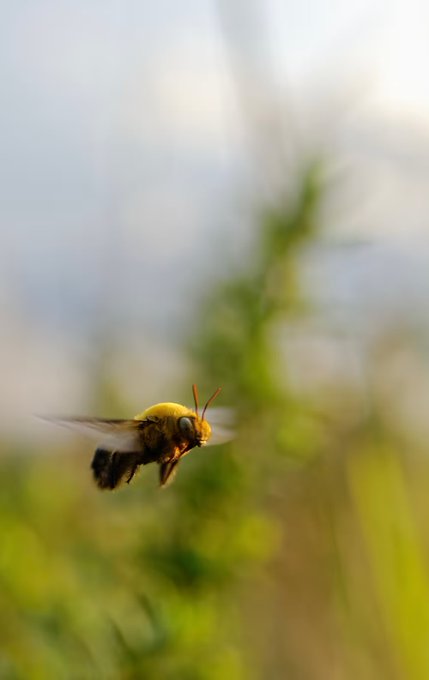 A fuzzy, golden-furred bumblebee hovers mid-flight against a softly blurred backdrop of green foliage and pale sky, its motion creating a dreamlike bokeh effect that perfectly matches the playful "Bee-utiful Blur" vibe of a cheerful weekend greeting.
