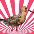 A bird with a long, curved beak stands in profile against a vibrant pink and white sunburst background.