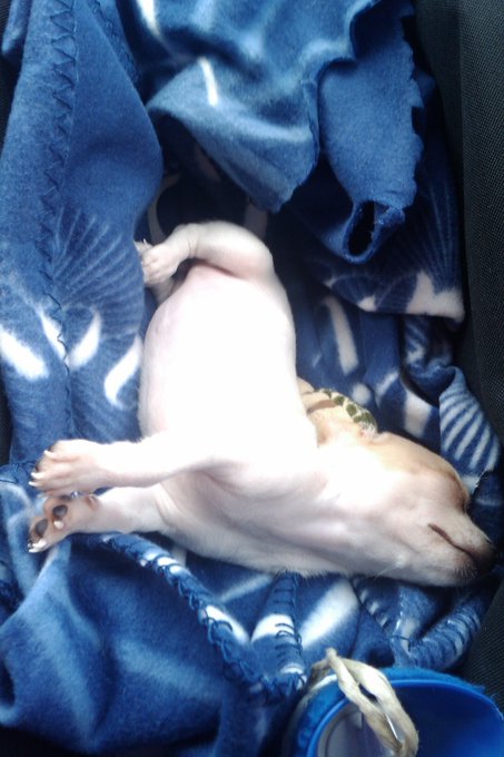 A small light-colored puppy sleeping upside down on a blue tie-dye patterned blanket, with a beaded rope toy nearby.
