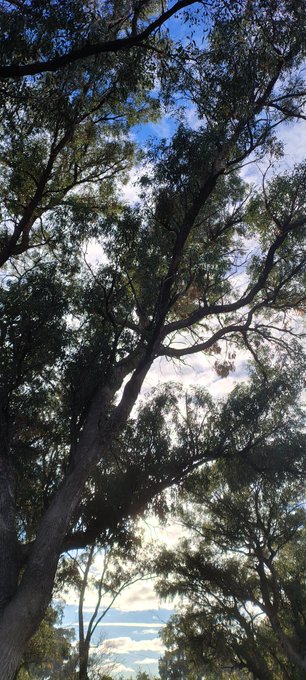 A view looking straight up into the canopy of tall eucalyptus trees against a partly cloudy blue sky.