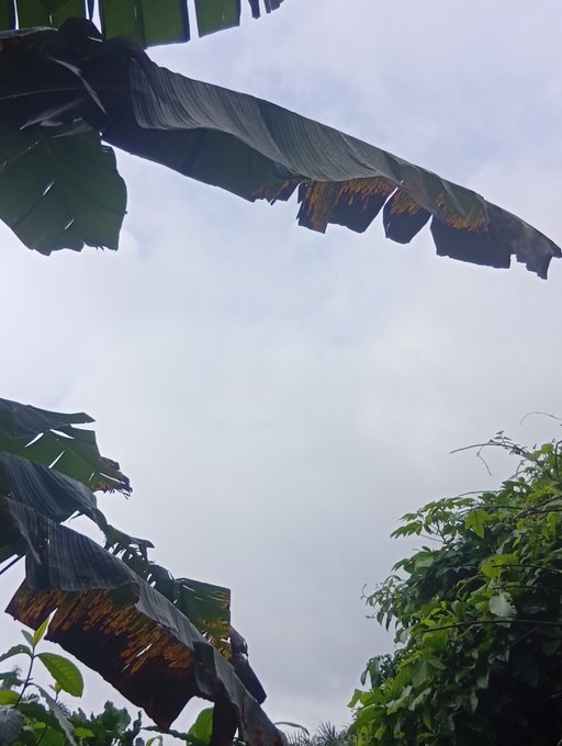 Looking up at tattered banana leaves and green foliage against an overcast gray sky.