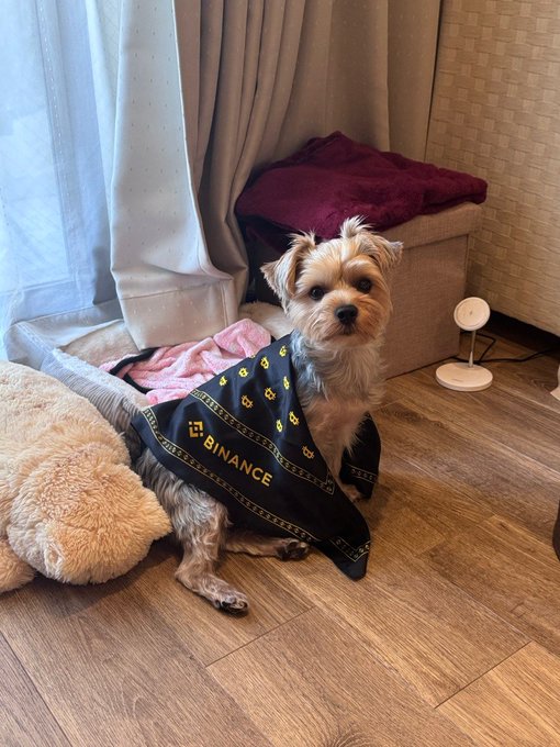 A small Yorkshire Terrier dog wearing a black bandana with the yellow 'BINANCE' logo sits on a wooden floor next to a pet bed.