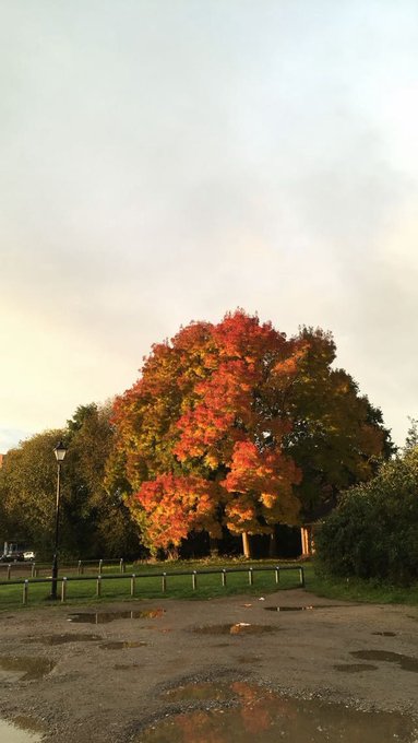 An autumn landscape featuring a large tree with brilliant red and orange foliage, set against a pale sky with wet pavement reflecting the scene in the foreground.