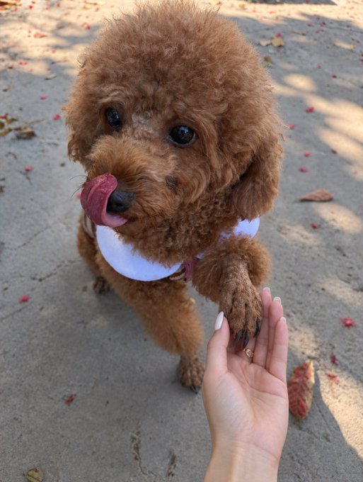 An adorable brown poodle wearing a white bib sticks out its pink tongue while giving its paw to a woman's hand, on a sandy ground scattered with red flower petals.