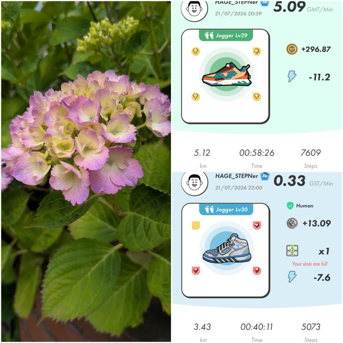 A composite image showing pink and green hydrangea flowers beside screenshots of a StepN-style move-to-earn fitness app displaying Jogger Lv29 and Lv30 NFT sneakers with stats like 5.12 km and 0.33 GST/Min under username HAGE_STEPNER.