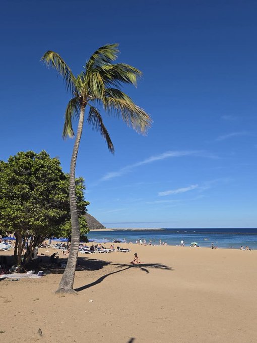 A sunny beach scene featuring a tall palm tree in the foreground, with people relaxing on the sand and swimming in the ocean under a clear blue sky.