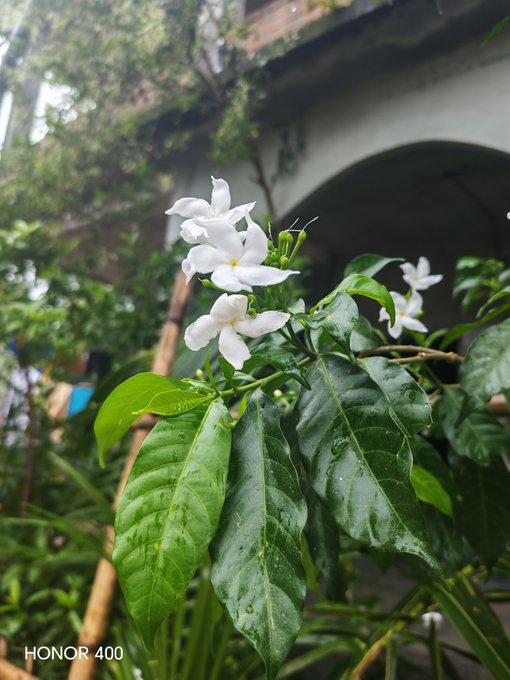 A cluster of delicate white jasmine flowers blooms among lush, water-droplet-covered green leaves, with a stilted building faintly visible in the background.

The image captures a serene, fresh morning atmosphere, symbolizing new beginnings and growth—much like the post reflects on observing Tria's inspiring professional growth and consistent dedication to realizing their vision.