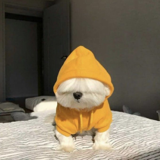 An adorable white fluffy dog sitting on a bed, dressed in a bright orange hooded sweatshirt that covers its head and ears, looking directly at the camera.