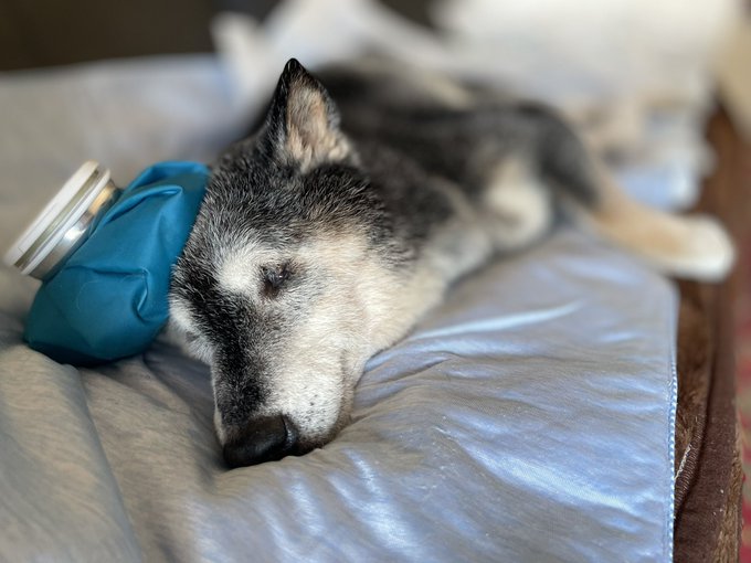 A sleeping husky dog rests its head on a blue hot water bottle on a soft gray surface.