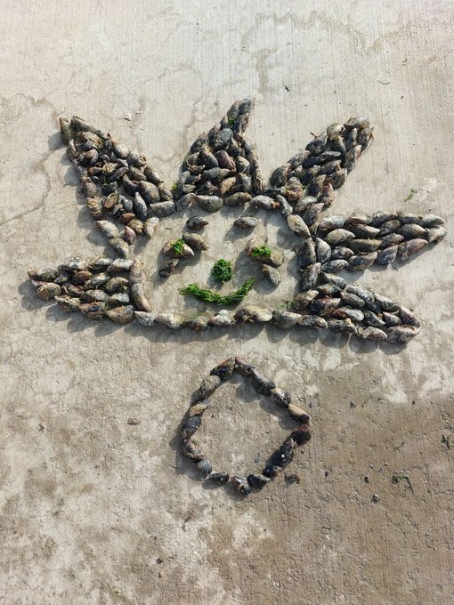 An outdoor arrangement of small stones and shells forms the shape of a cannabis leaf with a smiley face in the center and a stem below, arranged on a sandy concrete surface.