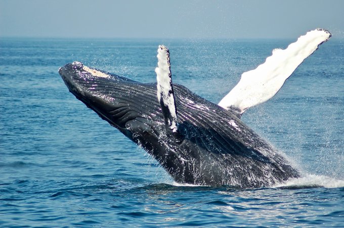 A massive humpback whale breaches the ocean surface in a dramatic display of power, its long pectoral fin raised high against the blue water. The image serves as a visual metaphor for the "whale alert" describing a long-dormant Bitcoin whale that suddenly moved 2,931 BTC (~$188M) after seven years of inactivity, surfacing just like this whale emerging from the depths.