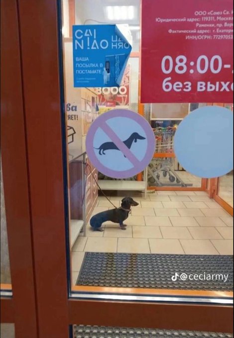 A small dachshund puppy sitting inside a store beneath a "no dogs allowed" sign on the glass door, with Russian text visible on signs, watermark "@ceciarmy".