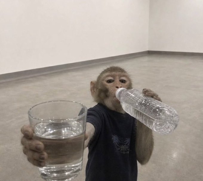 A small monkey wearing a dark t-shirt, drinking from a clear plastic water bottle while holding out a glass of water toward the camera.