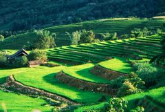 Lush green terraced rice fields cascade down a hillside with a small wooden hut nestled among the crops.