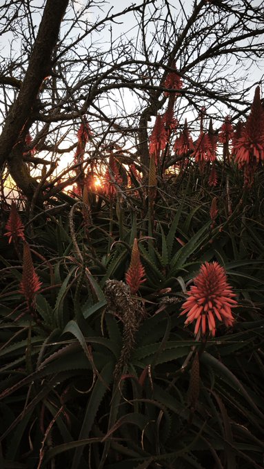 Vibrant red aloe flowers bloom in a garden at sunrise, their fiery hues glowing against the bare tree branches and soft morning light. The fresh, glowing scene perfectly mirrors the post's theme of new week energy and a thriving 13-day streak that refuses to break.