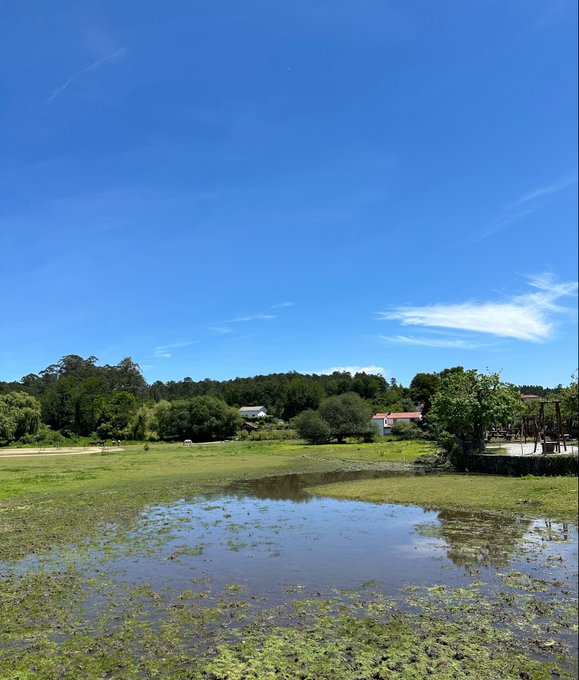 A serene wetland landscape with still reflective water, lush green vegetation, and a bright blue sky with wispy clouds, with a few rural houses nestled among trees in the distance—perfectly capturing a peaceful, happy Saturday spent in nature.