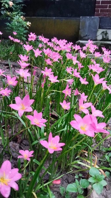 A patch of pink flowers with long green leaves blooming in a garden setting.