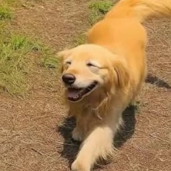A golden retriever walking outdoors on dirt and grass with its eyes squinted and mouth open in a happy expression.