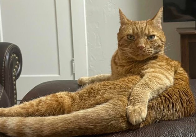 A ginger cat lounges comfortably on a brown leather chair, looking directly at the camera with a relaxed, almost smug expression.