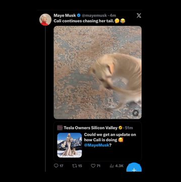 A screenshot of Maye Musk's X post featuring her dog Cali chasing her tail with the caption "Cali continues chasing her tail 😂😂," with a quoted tweet from "Tesla Owners Silicon Valley" asking for an update on "Cali 🐶 @MayeMusk?" The post has 4.3K views and relates to Maye Musk engaging with the $CALI memecoin inspired by her dog, as highlighted in the caption noting her active involvement with the token.