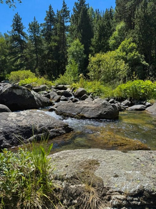 A nature landscape showing a rocky stream flowing through a forest of tall evergreen trees and green vegetation under a blue sky.
