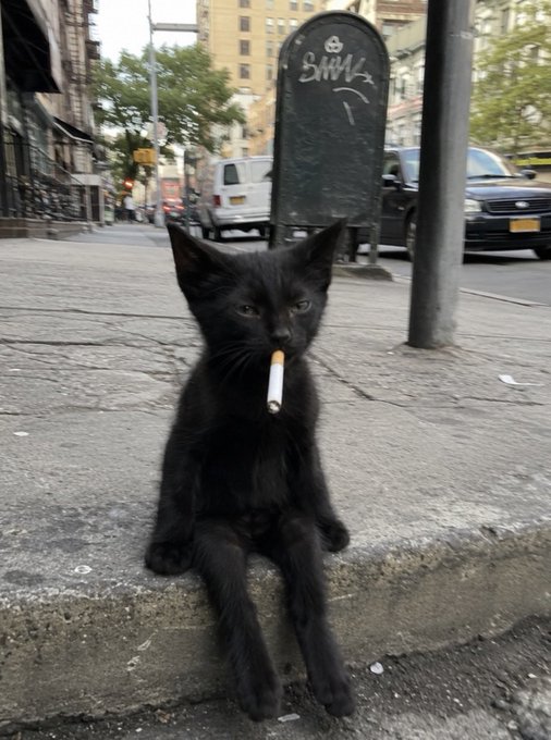A black cat sitting on a concrete curb in what appears to be New York City, smoking a cigarette held in its mouth, with graffiti, parked cars, and city buildings in the background.