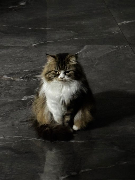 The image shows a cat sitting on a marble floor, looking sad or contemplative. The cat's fur appears brown with white markings, giving it a unique appearance. The background of the image is dark gray, which contrasts with the cat's fur color. The cat seems to be in a quiet and reflective mood, possibly contemplating its surroundings or waiting for someone to interact with it.