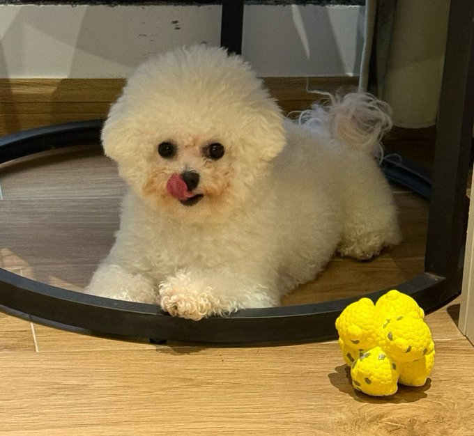 A small white curly-haired dog sits on a wooden floor with its tongue out, looking at the camera, while a yellow plush toy sits beside it.