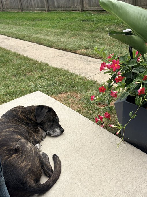 A brindle dog lying on a concrete patio next to a planter with pink flowers and a large green plant, with a grassy yard and wooden fence in the background.