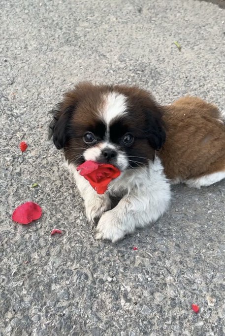 An adorable brown and white puppy lying on pavement with a red flower petal in its mouth and another petal scattered nearby.