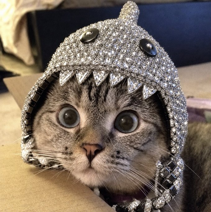 A close-up photo of a tabby cat wearing an elaborate, sparkly silver rhinestone helmet costume with a fin and eye details.