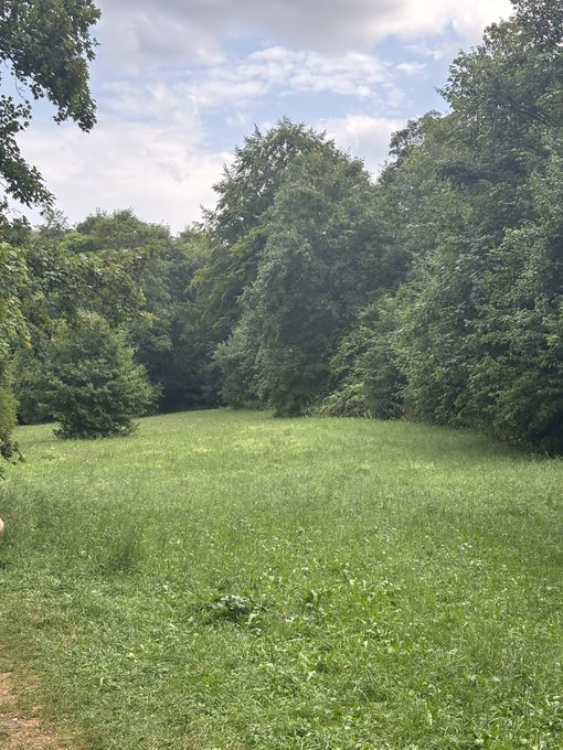 A grassy clearing surrounded by lush green trees under a cloudy sky, taken in a natural outdoor setting.