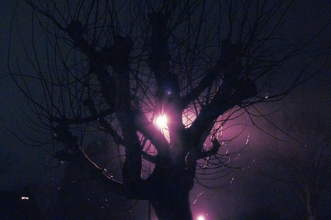 A silhouetted bare tree against a dark night sky with a bright light source, possibly the moon, glowing pinkish-white through its branches.