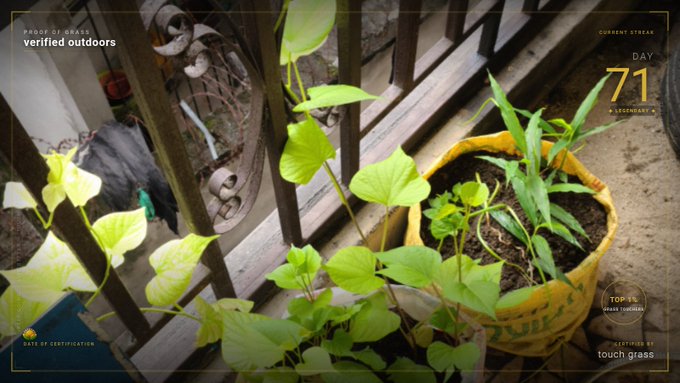 A video game screenshot labeled 'verified outdoors' showing potted plants on a balcony with overlay text including 'CURRENT STREAK DAY 71' and 'touch grass'.