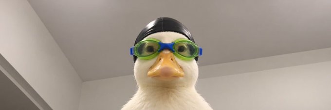 A white duck wearing green and blue swimming goggles and a dark swim cap stares directly at the camera, fitting the playful "Nasduck" branding of the Solana token banner added on Moby.