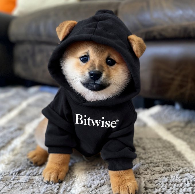A Shiba Inu puppy wearing a black hoodie with bear ears and the white text 'Bitwise®' sits on a textured carpet in front of a leather couch.