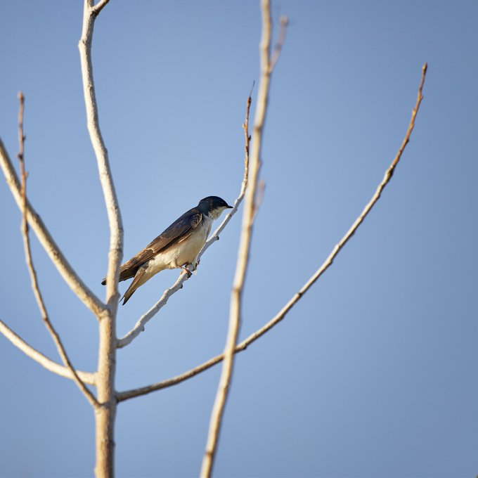 A barn swallow perches on a bare tree branch against a clear blue sky.