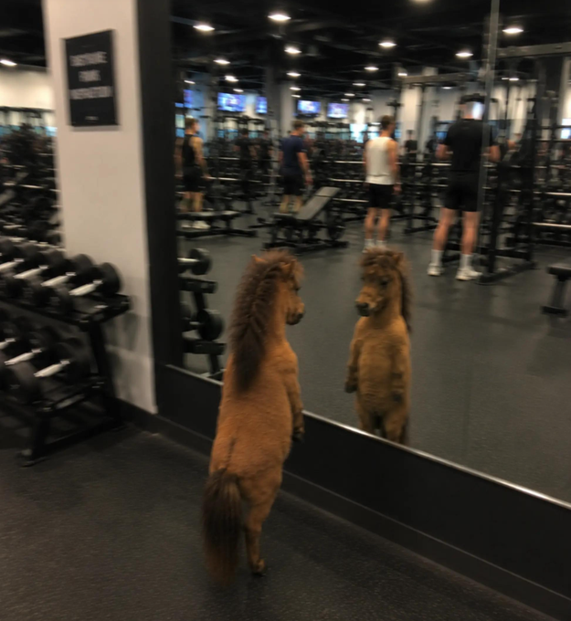A small horse stands upright on its hind legs, gazing at its reflection in a gym mirror while people work out in the background. The image humorously captures a stoic, unbothered moment, fitting the post's "not chud nor chad, nonchalant $HORSE" caption as the pony projects an effortlessly cool, indifferent vibe amid the gym scene.