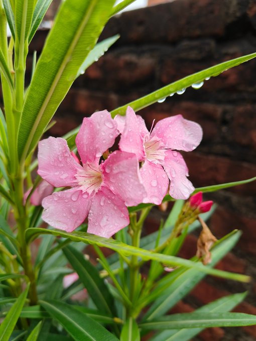 A vibrant pink oleander flower, glistening with morning dew, blooms against a backdrop of green leaves and a brick wall, perfectly capturing the fresh start of a "Good morning" greeting.