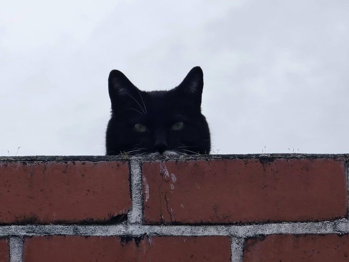 A black cat peers over the top of a red brick wall against an overcast gray sky.