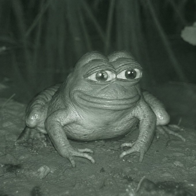 A monochrome photo of a wide-eyed, smug-looking frog sitting on dirt—commonly used to convey "watching from the sidelines while others rush in"—paired with a post about a Uniswap team member launching a meme launchpad on Robinhood Chain, humorously suggesting skepticism or detached observation of the hyped project before its contract was even revealed.