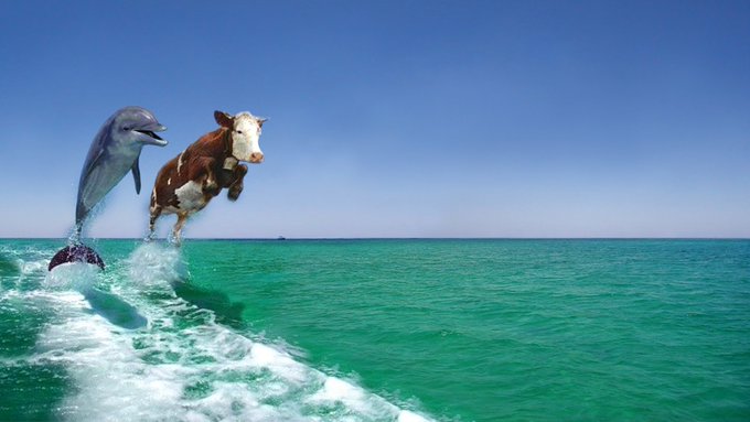 A surreal image of a dolphin and a cow appearing to leap out of turquoise ocean water while riding jet skis, leaving white wakes behind them.