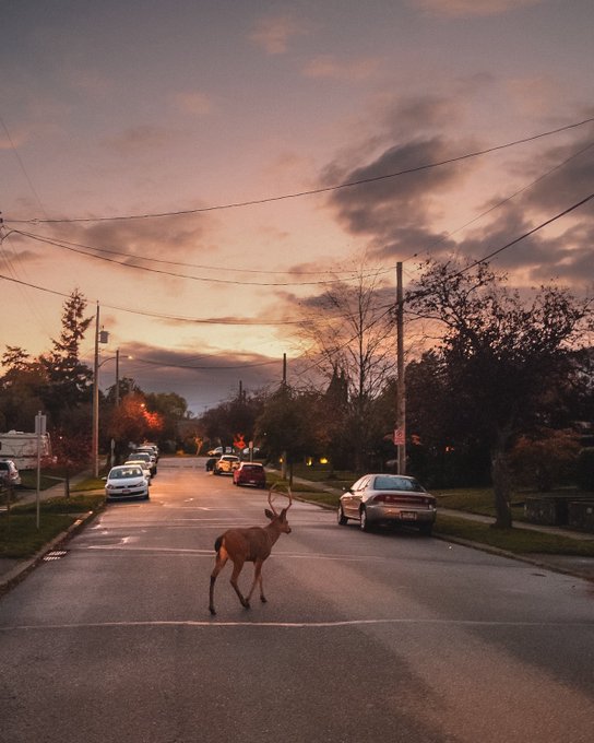 A scenic photograph of a deer crossing a residential street at sunset with pink and orange clouds in the sky.