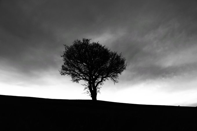 A dramatic black and white silhouette photograph of a solitary tree standing on a ridge against a moody, cloudy sky.