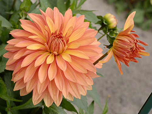 A vibrant orange-pink dahlia in full bloom alongside a budding bloom, capturing the fresh, radiant energy of a new day. The flower's bright colors mirror the post's message of hoping for a brilliant, refreshing morning where losses turn to gains.